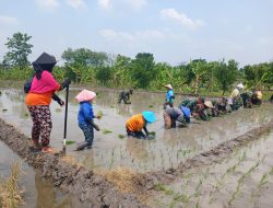 Babinsa dan Gapoktan Bersatu, Sukseskan Penanaman Padi