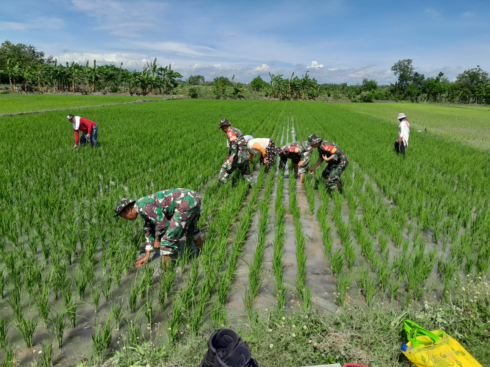 Wujudkan Swasembada Pangan, Babinsa Bantu Petani Bersihkan Rumput dan Gulma
