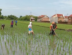 Babinsa Bantu Petani Lakukan Penyiangan Tanaman Padi
