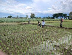 .Babinsa Berperan Aktif Membantu Petani Dalam Pemupukan