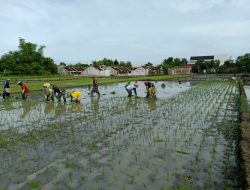 WUJUDKAN TNI MANUNGGAL, BABINSA BANTU PETANI TANAM PADI