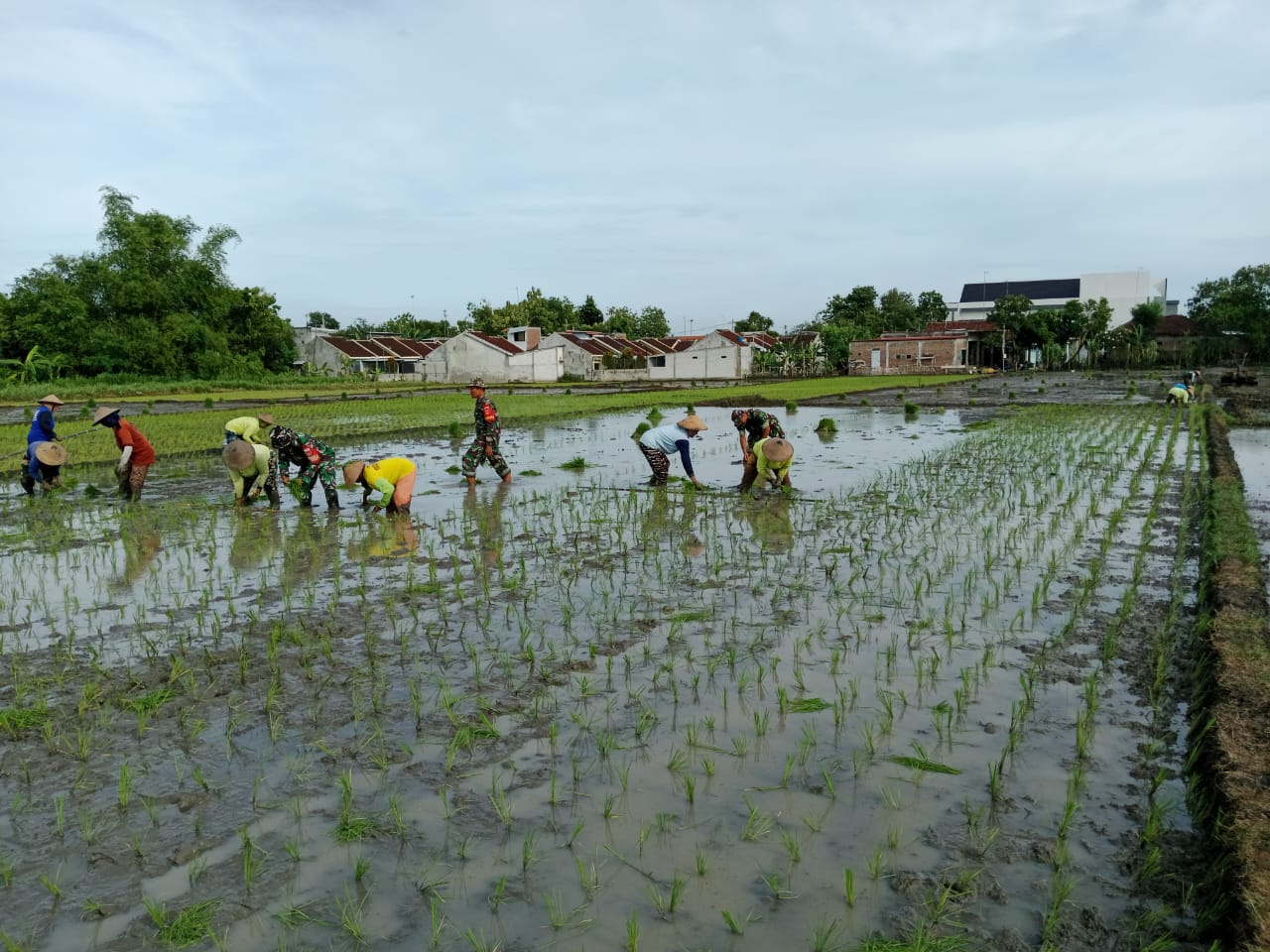 WUJUDKAN TNI MANUNGGAL, BABINSA BANTU PETANI TANAM PADI