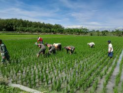 Lebih dari Sekadar Tugas, Pasukan Loreng Bergelut dengan Lumpur Sawah