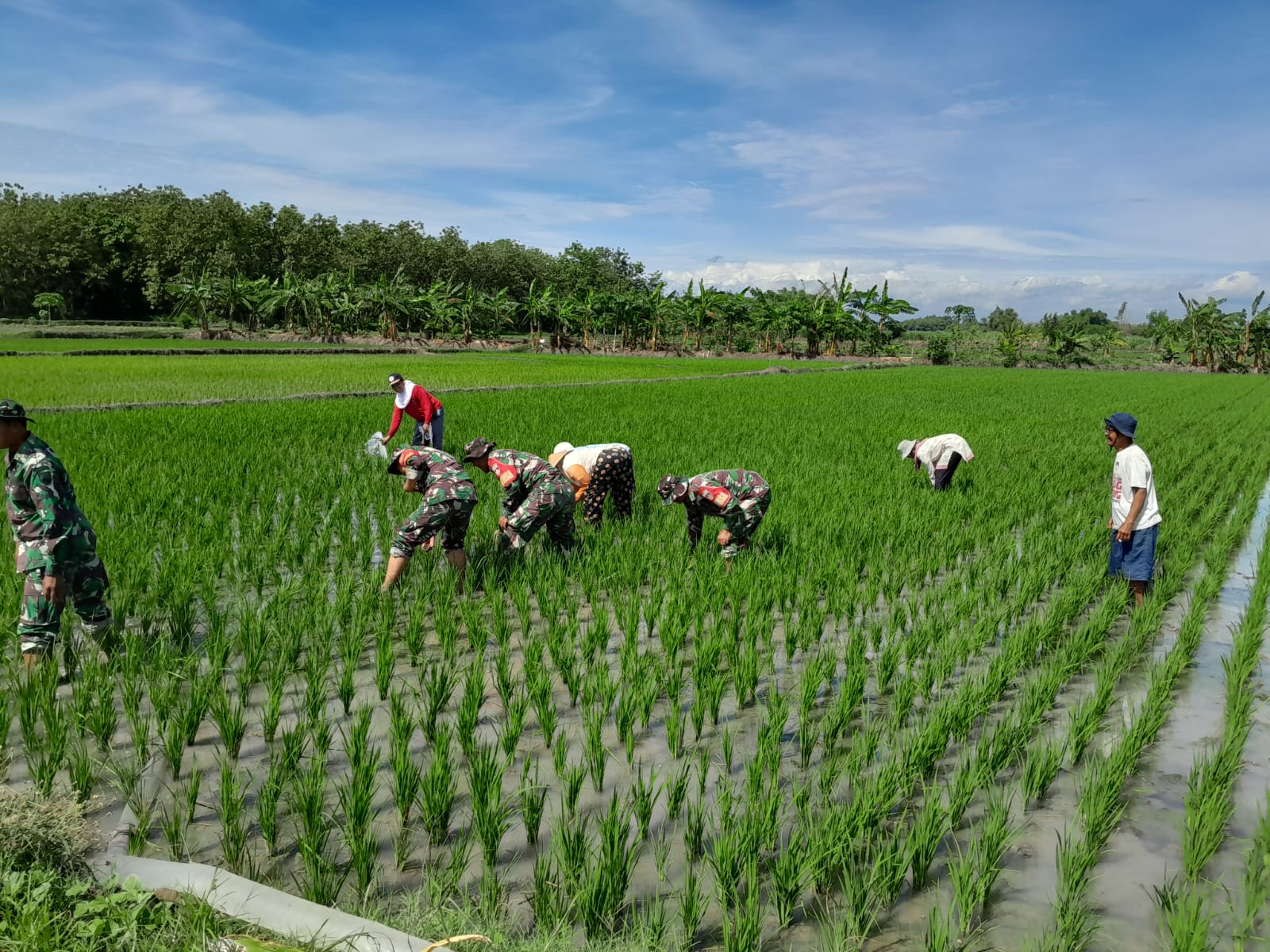Lebih dari Sekadar Tugas, Pasukan Loreng Bergelut dengan Lumpur Sawah