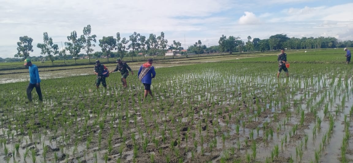 Bantu Pupuk Padi, Upaya Babinsa Dukung Ketahanan Pangan Di Wilayah