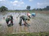 Percepat Masa Tanam Sriyatno  Dampingi Petani Tanam Padi