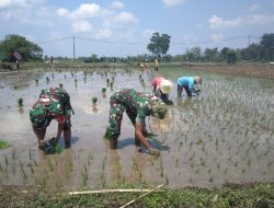 Percepat Masa Tanam Sriyatno  Dampingi Petani Tanam Padi