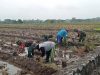 Babinsa Terjun Langsung ke Sawah, Bantu Pengolahan Lahan