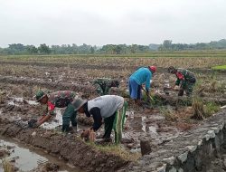 Babinsa Terjun Langsung ke Sawah, Bantu Pengolahan Lahan
