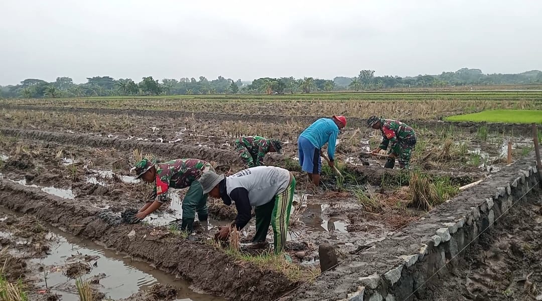 Babinsa Terjun Langsung ke Sawah, Bantu Pengolahan Lahan