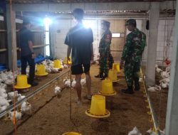 Yasin  Komsos Dengan Peternak Ayam Untuk Menjaga Kebersihan Kandang