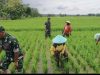 Babinsa Bersihkan Gulma yang Mengganggu Pertumbuhan Tanaman Padi