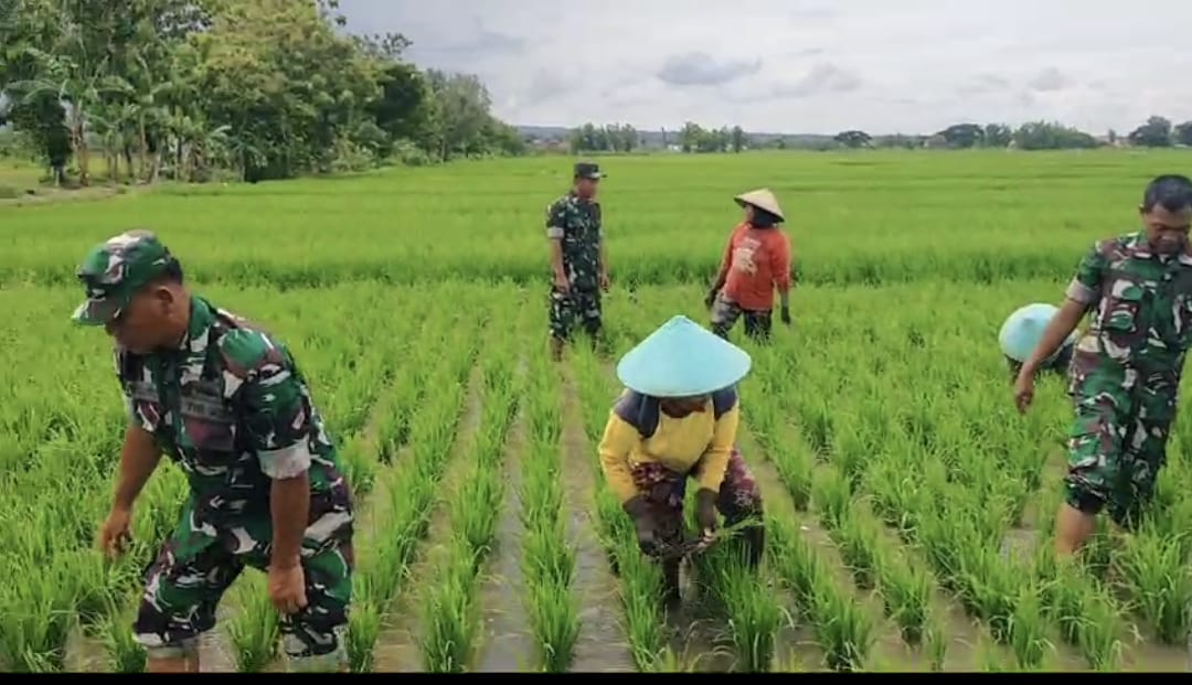 Babinsa Bersihkan Gulma yang Mengganggu Pertumbuhan Tanaman Padi