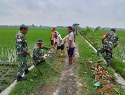 Gropyokan Kurangi Hama Tikus Sawah