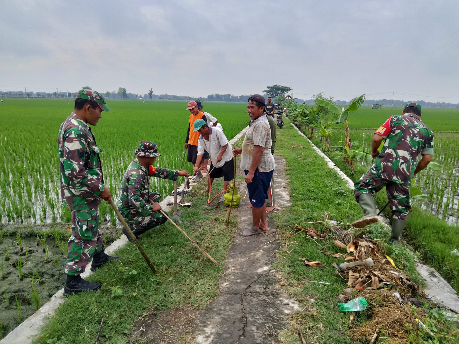 Gropyokan Kurangi Hama Tikus Sawah