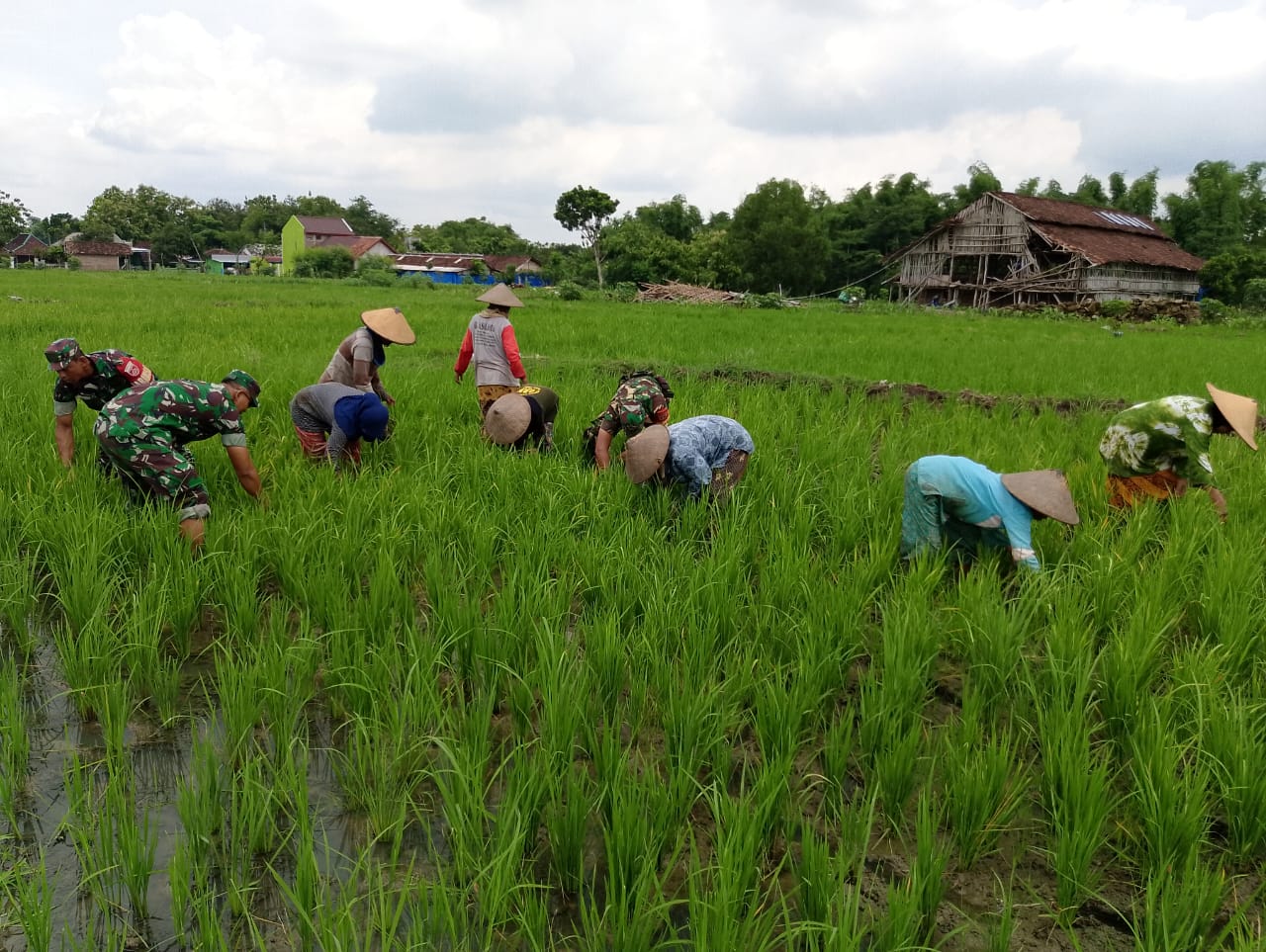 Bantu Petani, Optimalkan Pertumbuhan Padi