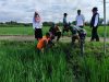 Moment Aparat dan Petani Gropyokan Hama Tikus di Desa Kedungupit, Sragen