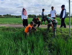 Moment Aparat dan Petani Gropyokan Hama Tikus di Desa Kedungupit, Sragen