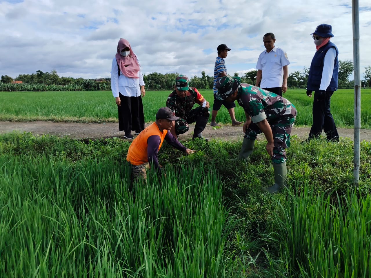 Moment Aparat dan Petani Gropyokan Hama Tikus di Desa Kedungupit, Sragen