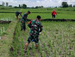 Bantu Pupuk Padi, Upaya Babinsa Dukung Ketahanan Pangan