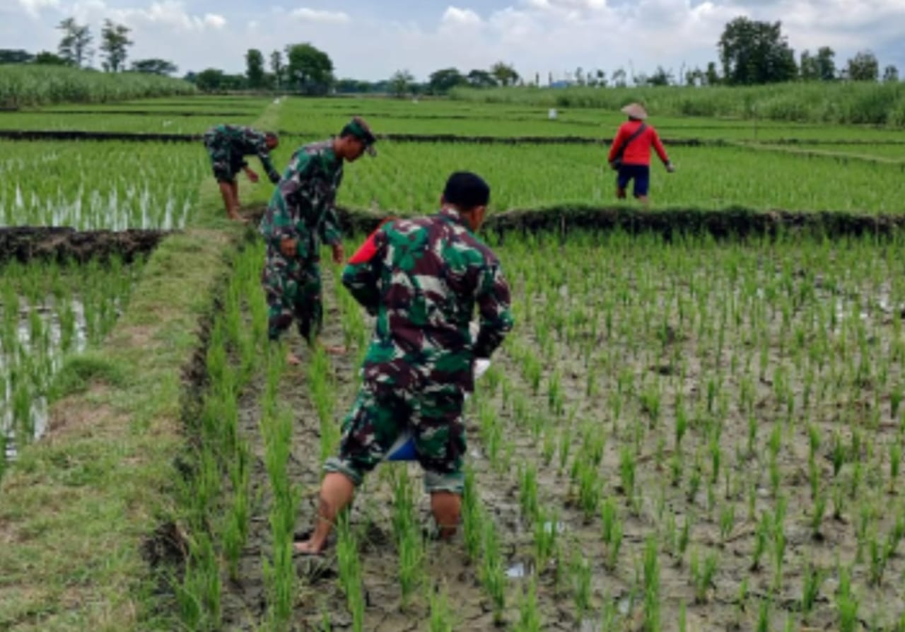 Bantu Pupuk Padi, Upaya Babinsa Dukung Ketahanan Pangan
