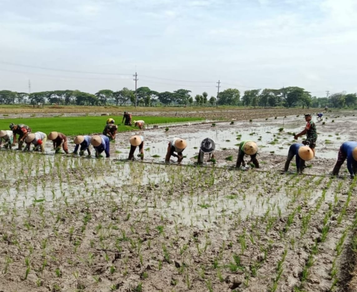 Musim Tanam Tiba, Babinsa Aktif Turun ke Sawah