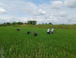 Babinsa Penyiangan Gulma Guna Tingkatkan Hasil Panen