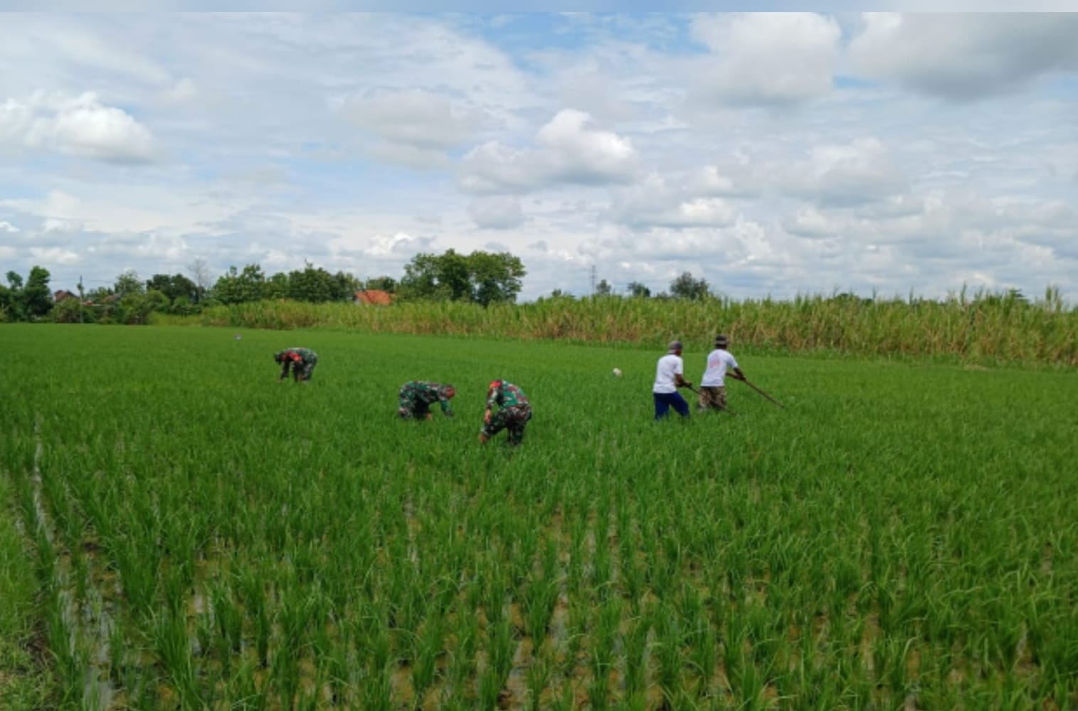 Babinsa Penyiangan Gulma Guna Tingkatkan Hasil Panen