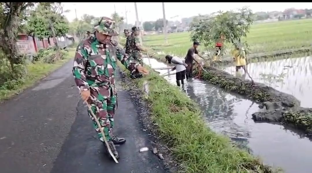 Gropyokan, Babinsa Bersama Petani Basmi Serangan Tikus