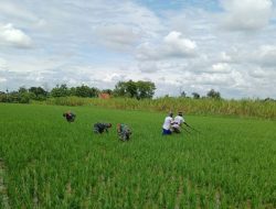 Jaga Kesuburan Tanaman Padi Babinsa Bantu Petani Cabut Rumput Di Sawah
