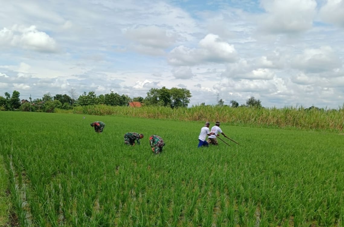 Jaga Kesuburan Tanaman Padi Babinsa Bantu Petani Cabut Rumput Di Sawah