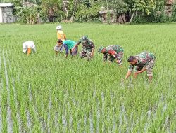 Babinsa Cabut Gulma, Tingkatkan Kesuburan Padi