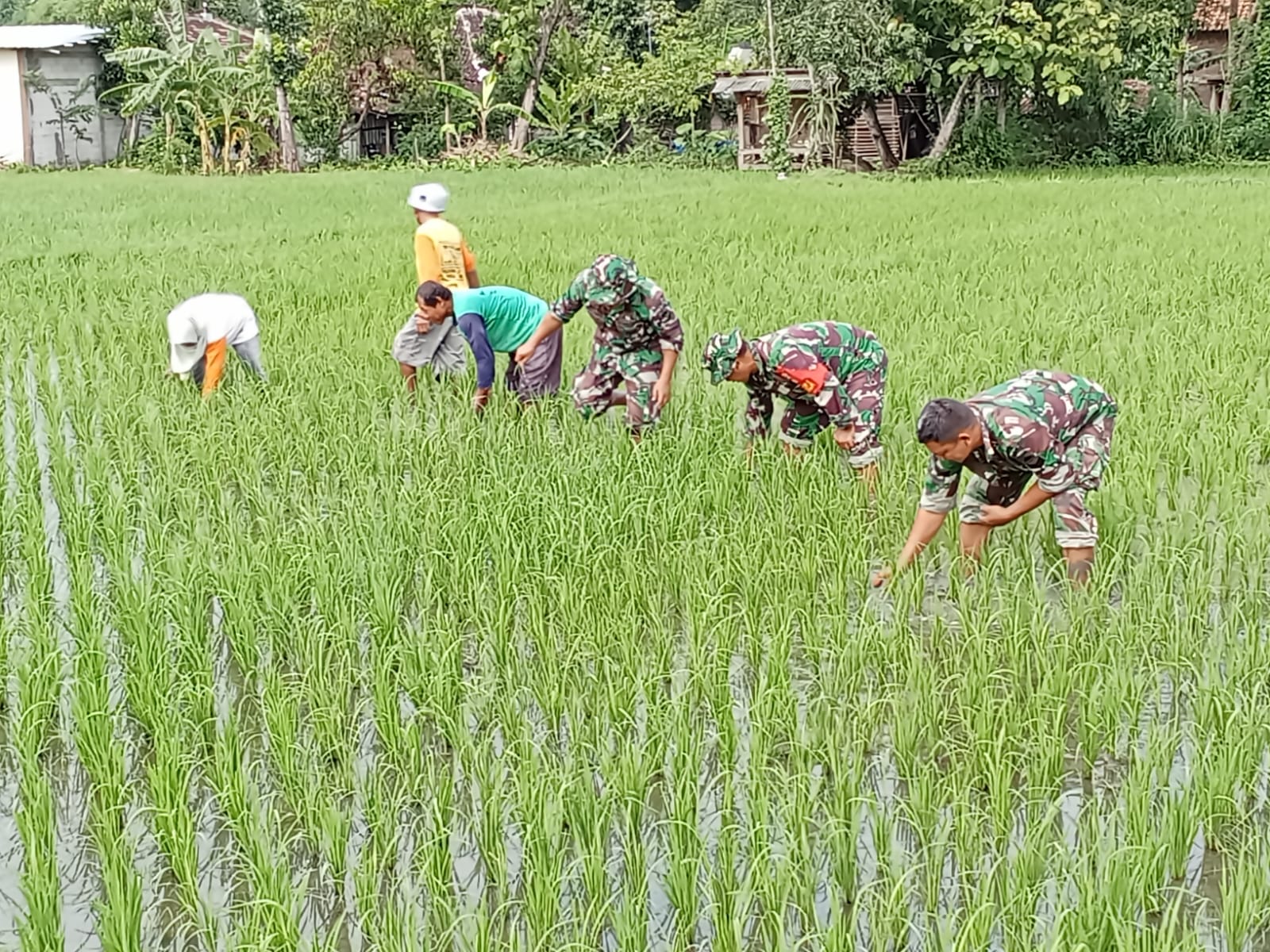 Babinsa Cabut Gulma, Tingkatkan Kesuburan Padi
