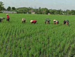 Terjun Langsung, Joko Bantu Petani Penyiangan Rumput