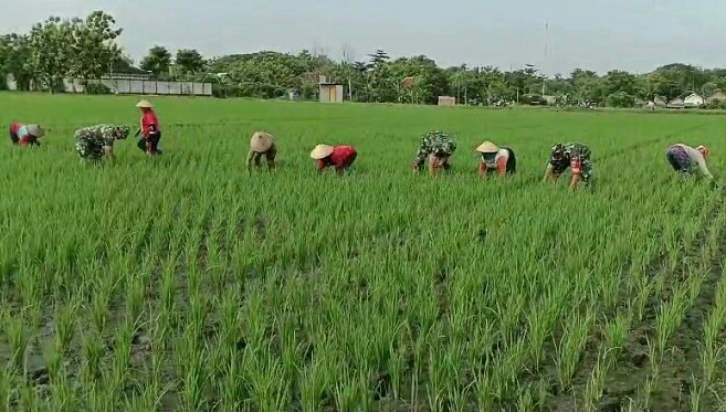 Terjun Langsung, Joko Bantu Petani Penyiangan Rumput