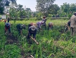 Babinsa Bantu Bersihkan Rumput, Dukung Petani Tebu Raih Hasil Optimal