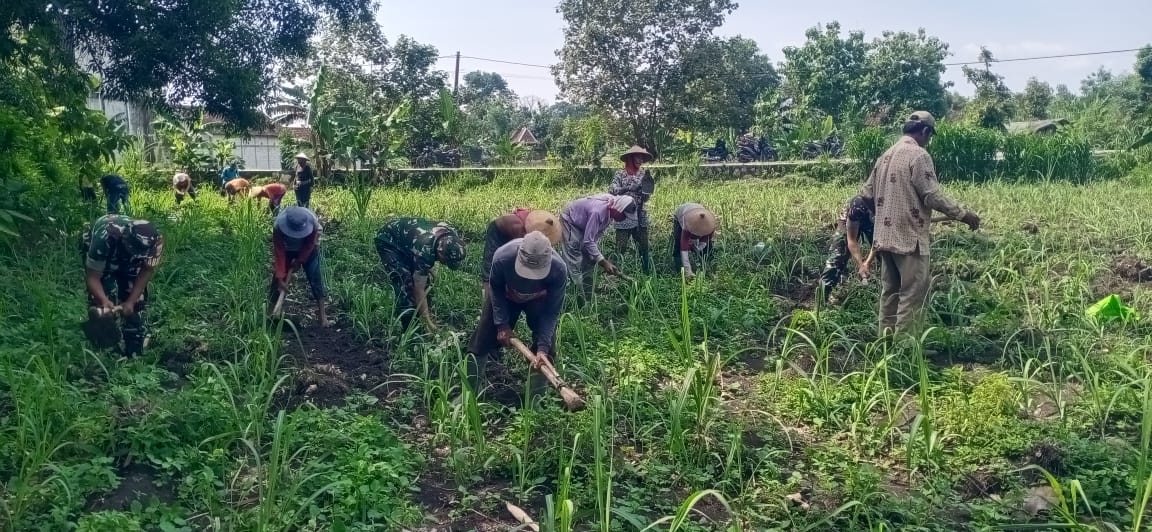 Babinsa Bantu Bersihkan Rumput, Dukung Petani Tebu Raih Hasil Optimal