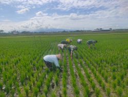 Perangi Gulma, Babinsa Turun Sawah