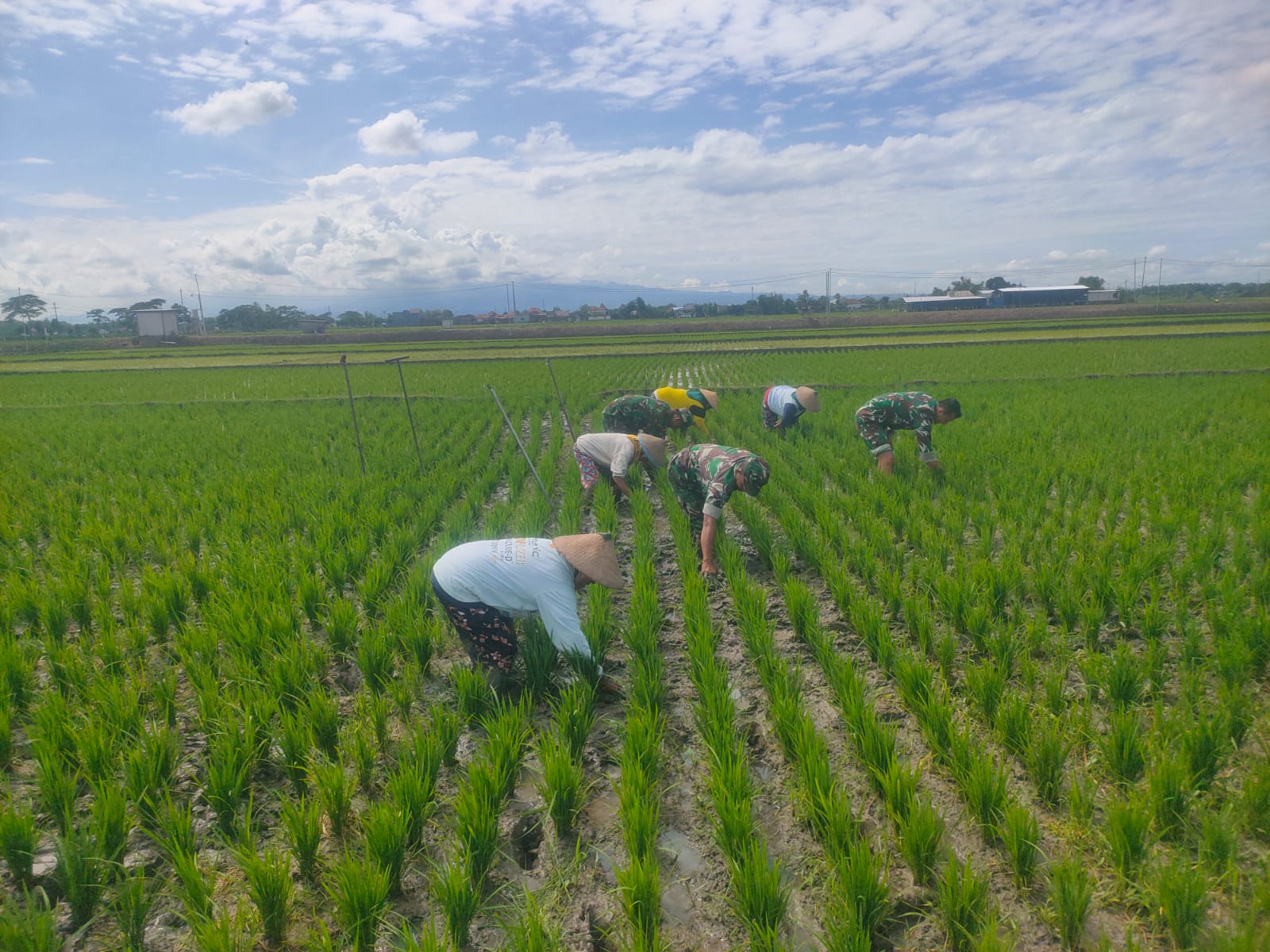 Perangi Gulma, Babinsa Turun Sawah