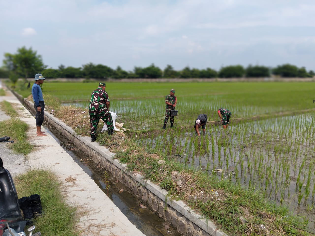 Babinsa Turut Andil dalam Peningkatan Produktivitas Padi, Inilah Sinergi TNI dan Petani