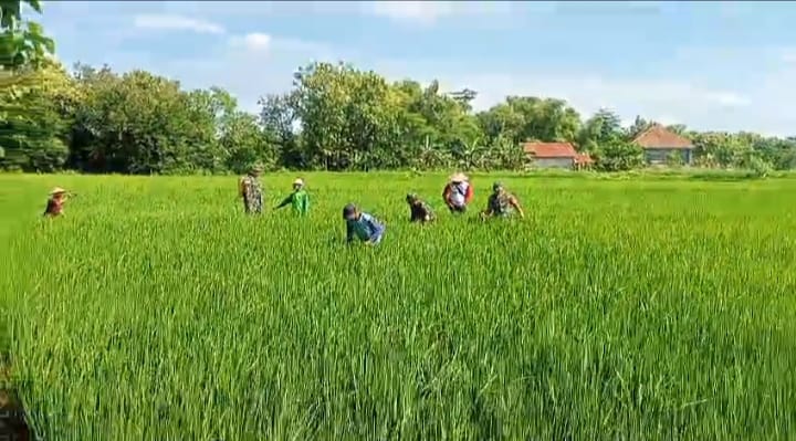 Kendalikan Gulma, Babinsa Bantu Petani Melakukan Penyiangan