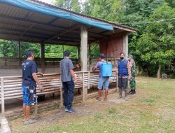 Babinsa Dampingi Penyemprotan Kandang Sapi Cegah PMK
