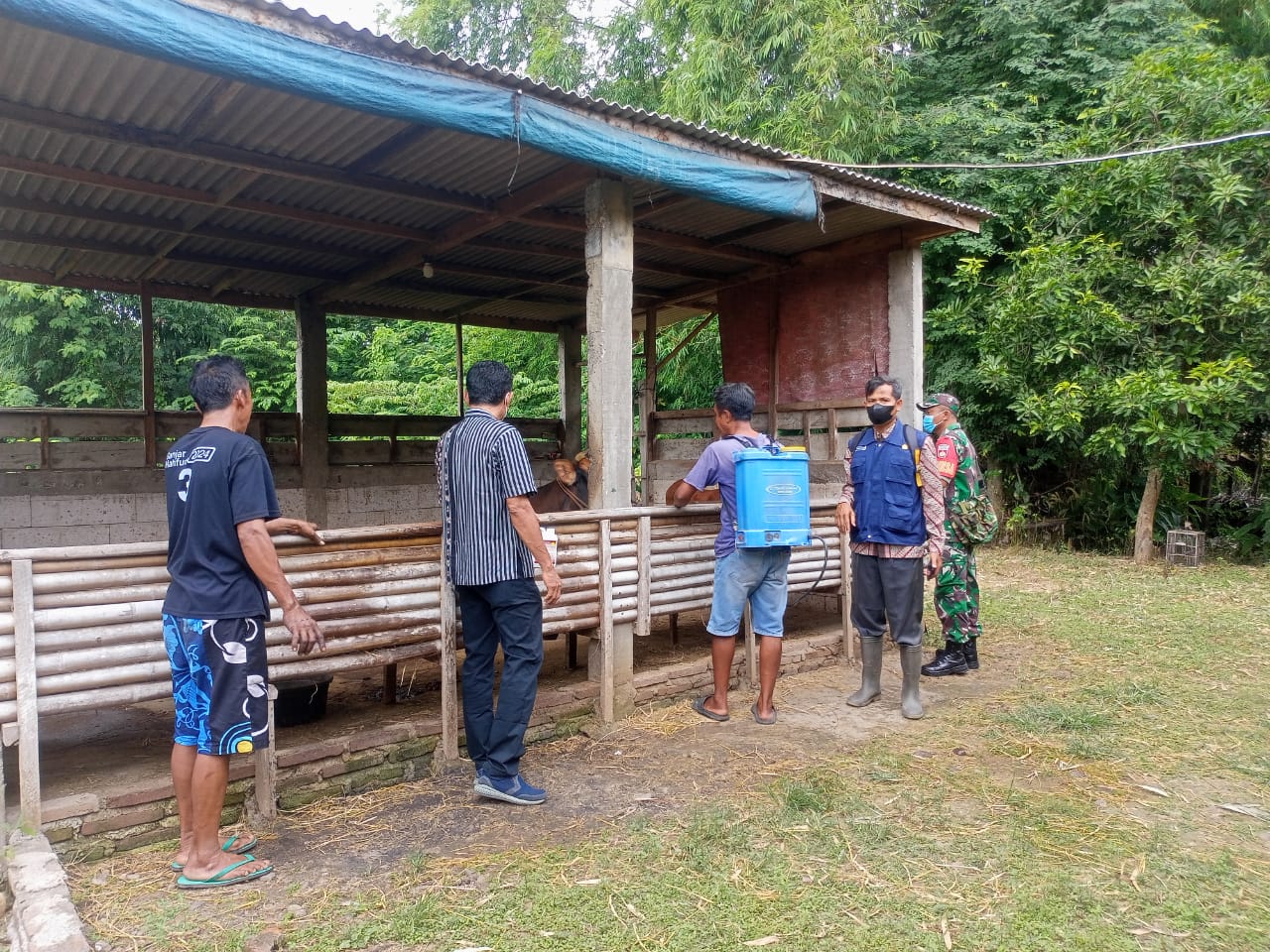 Babinsa Dampingi Penyemprotan Kandang Sapi Cegah PMK