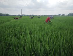 Maksimalkan Pertumbuhan Tanaman Padi, Babinsa Bantu Petani Bersihkan Gulma