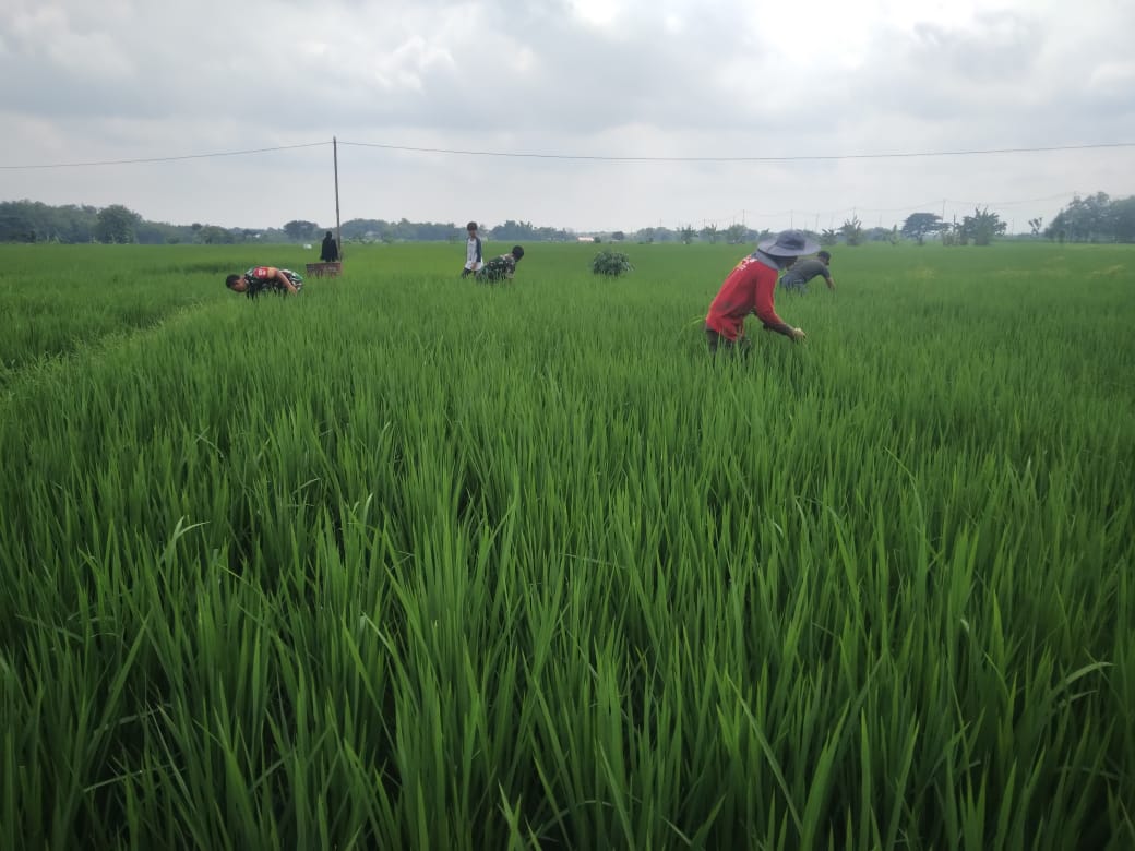 Maksimalkan Pertumbuhan Tanaman Padi, Babinsa Bantu Petani Bersihkan Gulma