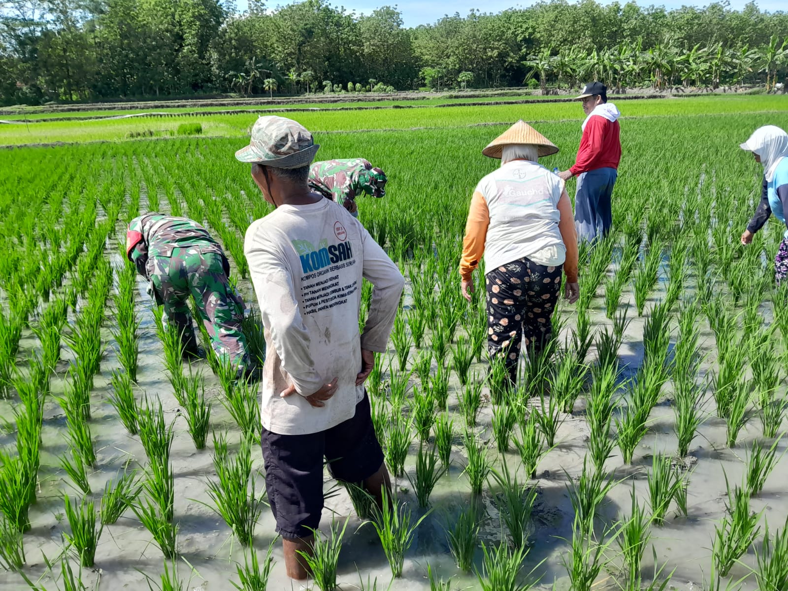 Babinsa Dampingi Petani Rawat Tanaman Padi