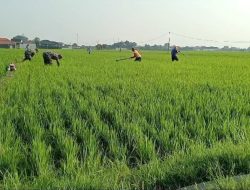 Babinsa Turun Sawah Ikut Pengendalikan Gulma pada Tanaman Padi