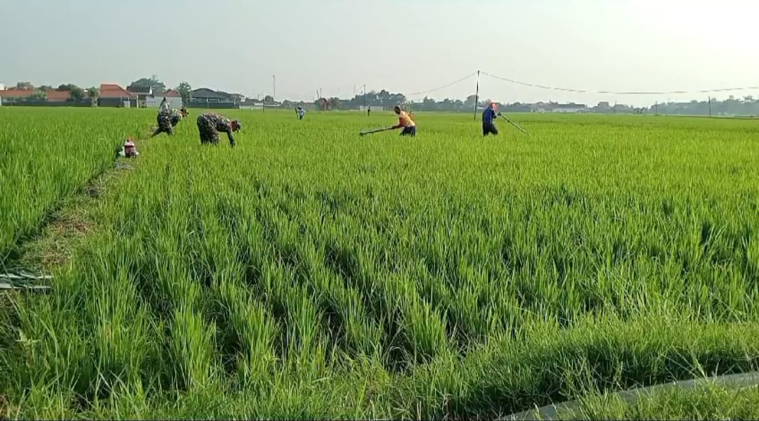 Babinsa Turun Sawah Ikut Pengendalikan Gulma pada Tanaman Padi