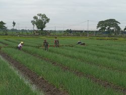 Babinsa Dampingi Petani Bersihkan Rumput Liar