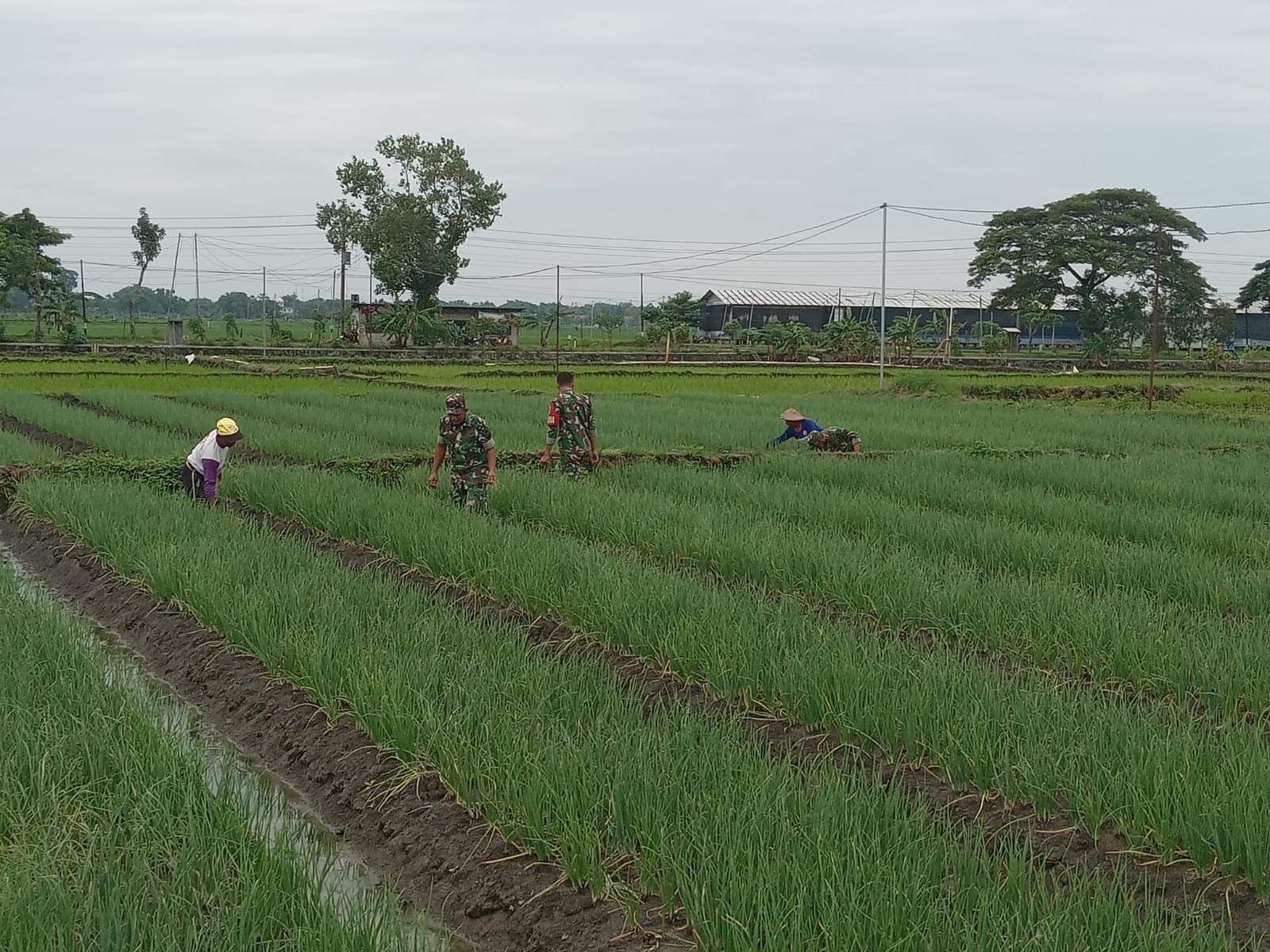 Babinsa Dampingi Petani Bersihkan Rumput Liar